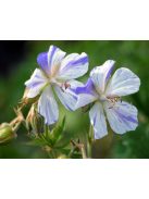 Mezei gólyaorr / GERANIUM pratense 'Striatum'