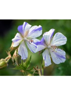 Mezei gólyaorr / GERANIUM pratense 'Striatum'