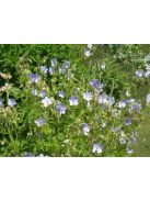 Mezei gólyaorr / GERANIUM pratense 'Striatum'