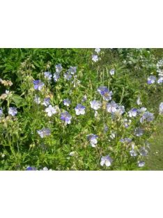 Mezei gólyaorr / GERANIUM pratense 'Striatum'