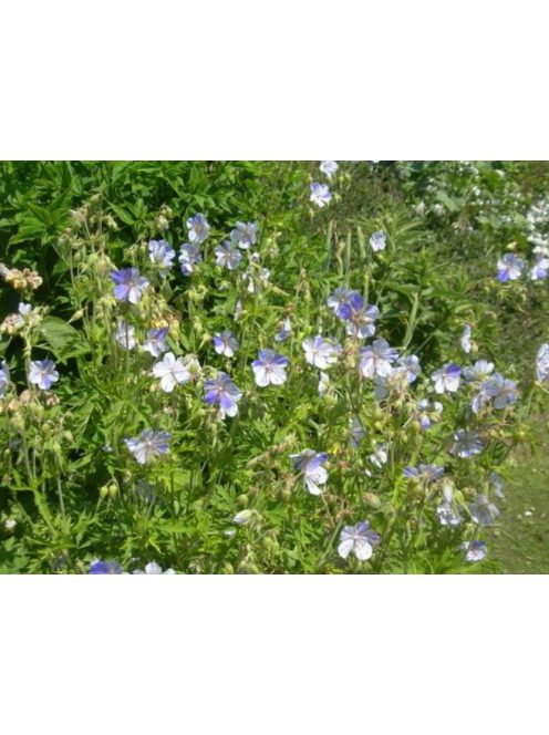 Mezei gólyaorr / GERANIUM pratense 'Striatum'