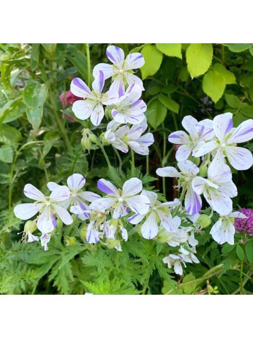 Mezei gólyaorr / GERANIUM pratense 'Striatum'