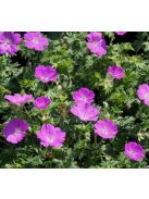 Piros gólyaorr / GERANIUM sanguineum 