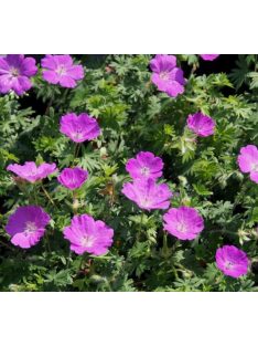 Piros gólyaorr / GERANIUM sanguineum 