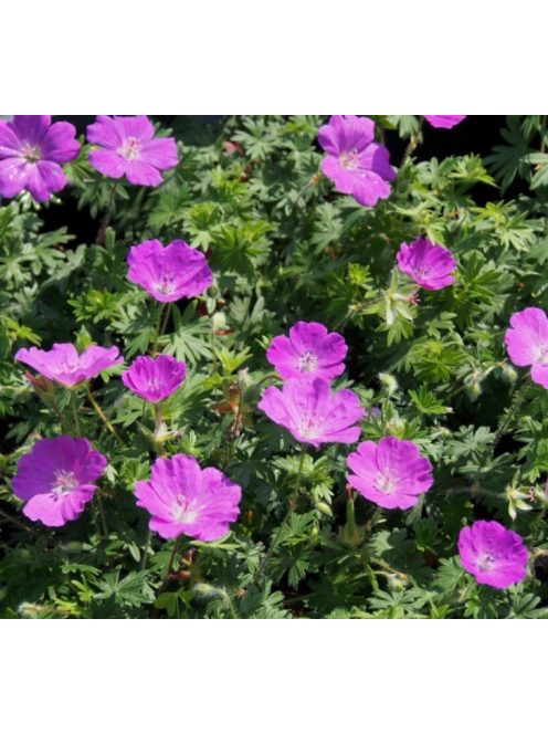 Piros gólyaorr / GERANIUM sanguineum 