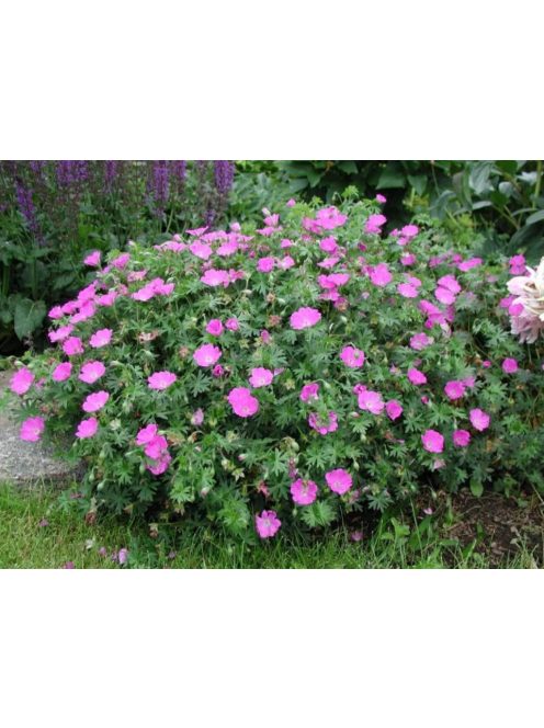 Piros gólyaorr / GERANIUM sanguineum 