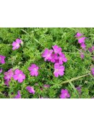 Piros gólyaorr / GERANIUM sanguineum 