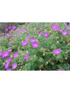 Piros gólyaorr / GERANIUM sanguineum 
