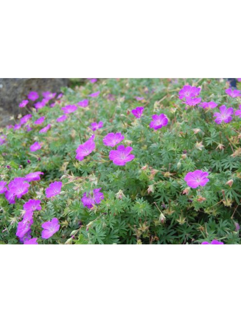 Piros gólyaorr / GERANIUM sanguineum 