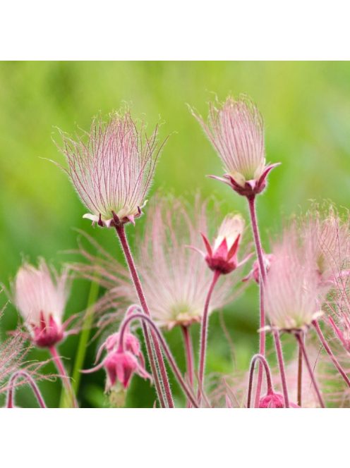 Préri füst / GEUM triflorum 