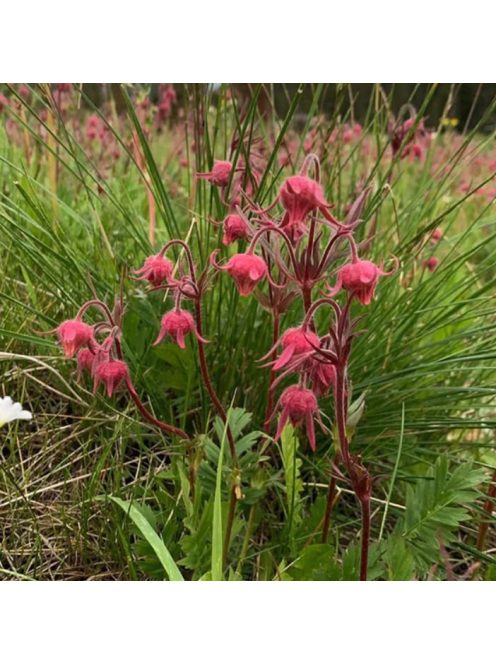 Préri füst / GEUM triflorum 