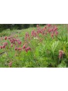 Préri füst / GEUM triflorum 
