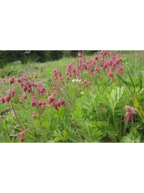 Préri füst / GEUM triflorum 