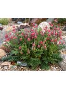 Préri füst / GEUM triflorum 