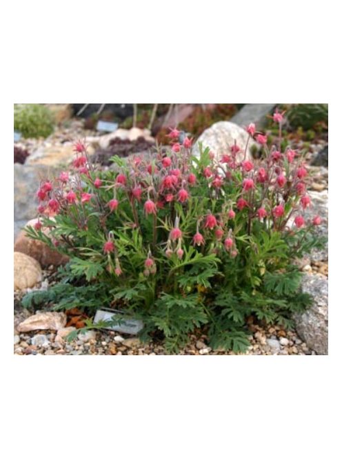 Préri füst / GEUM triflorum 