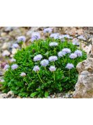 Szívlevelű gubóvirág / GLOBULARIA cordifolia 