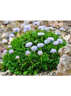 Szívlevelű gubóvirág / GLOBULARIA cordifolia 