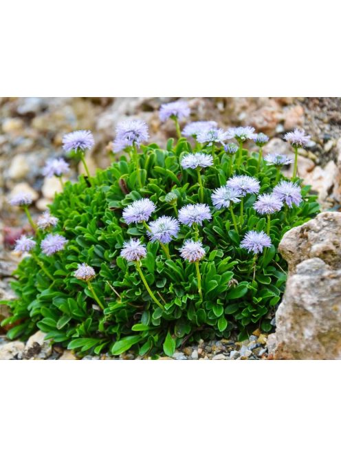 Szívlevelű gubóvirág / GLOBULARIA cordifolia 