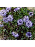 Szívlevelű gubóvirág / GLOBULARIA cordifolia 
