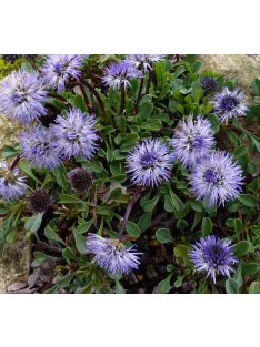 Szívlevelű gubóvirág / GLOBULARIA cordifolia 