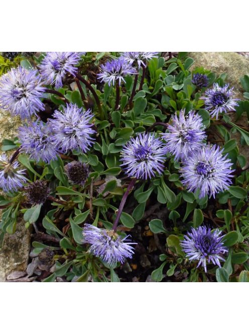 Szívlevelű gubóvirág / GLOBULARIA cordifolia 