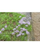 Szívlevelű gubóvirág / GLOBULARIA cordifolia 