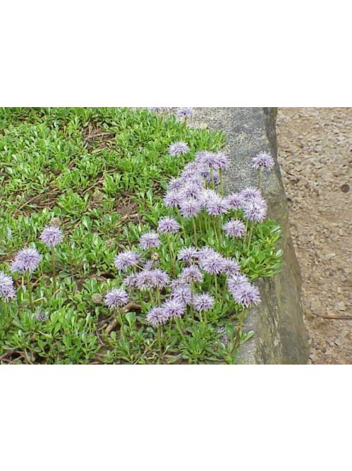 Szívlevelű gubóvirág / GLOBULARIA cordifolia 