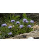 Szívlevelű gubóvirág / GLOBULARIA cordifolia 
