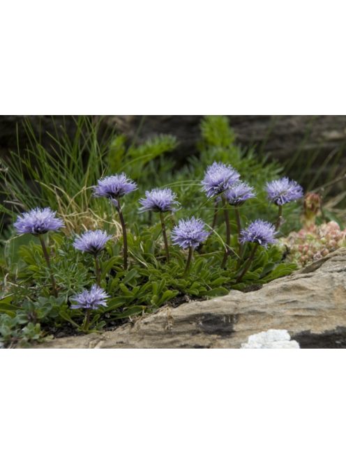 Szívlevelű gubóvirág / GLOBULARIA cordifolia 