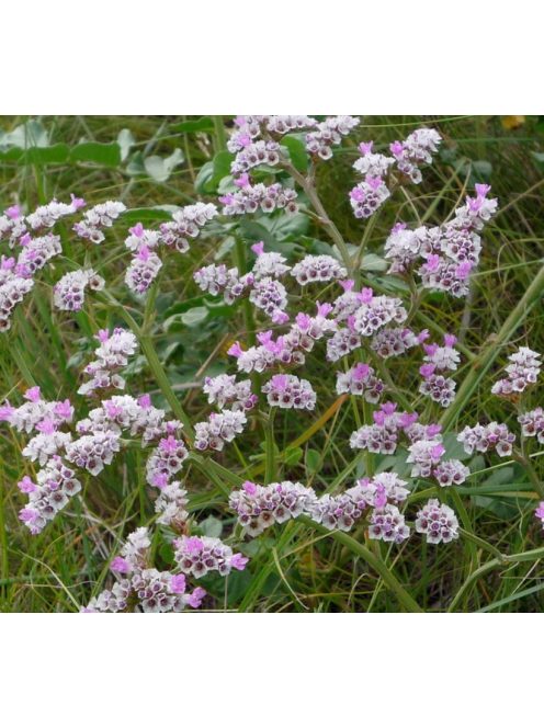 Sóvirág / GONIOLIMON speciosum 