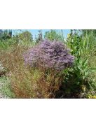 Sóvirág / GONIOLIMON speciosum 