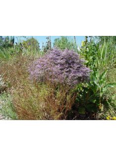 Sóvirág / GONIOLIMON speciosum 