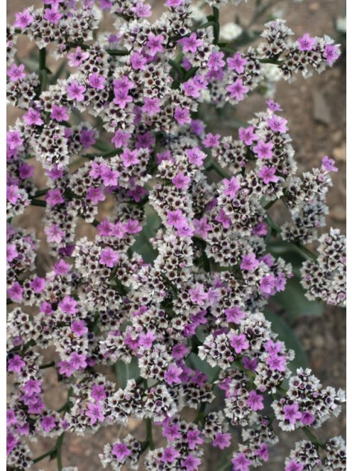 Sóvirág / GONIOLIMON speciosum 