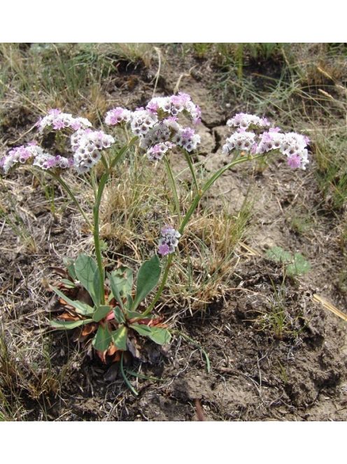 Sóvirág / GONIOLIMON speciosum 
