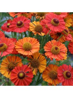   Őszi napfényvirág / HELENIUM autumnale 'Helena Red Shades'