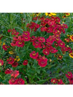   Őszi napfényvirág / HELENIUM autumnale 'Helena Red Shades'