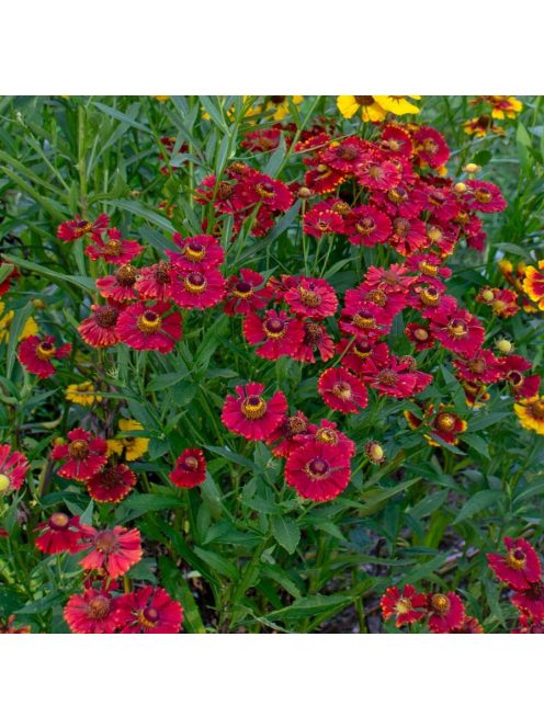 Őszi napfényvirág / HELENIUM autumnale 'Helena Red Shades'