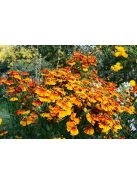 Őszi napfényvirág / HELENIUM autumnale 'Helena Red Shades'