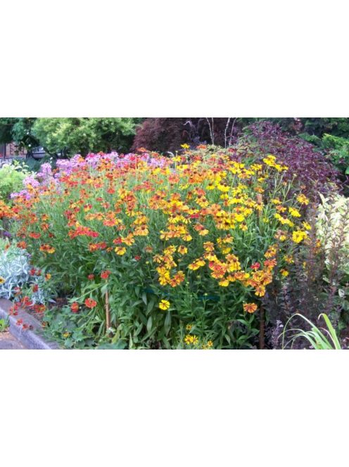 Őszi napfényvirág / HELENIUM autumnale 'Helena Red Shades'