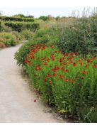 Őszi napfényvirág / HELENIUM autumnale 'Helena Red Shades'