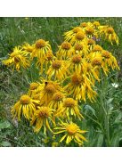 Kopasz napfényvirág / HELENIUM hoopesii 