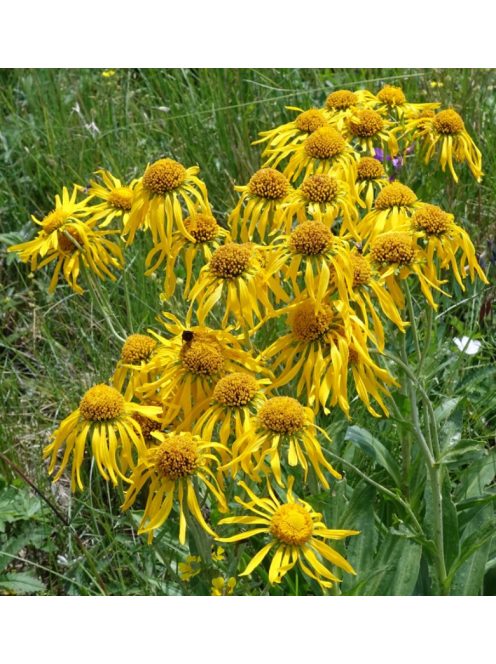 Kopasz napfényvirág / HELENIUM hoopesii 