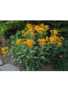 Kopasz napfényvirág / HELENIUM hoopesii 