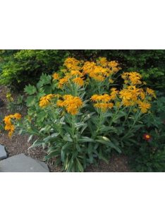 Kopasz napfényvirág / HELENIUM hoopesii 