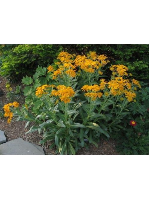 Kopasz napfényvirág / HELENIUM hoopesii 