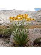 Kopasz napfényvirág / HELENIUM hoopesii 