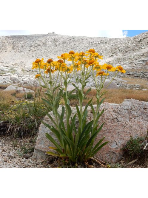 Kopasz napfényvirág / HELENIUM hoopesii 