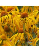 Kopasz napfényvirág / HELENIUM hoopesii 