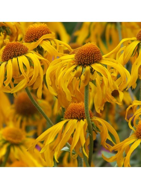 Kopasz napfényvirág / HELENIUM hoopesii 