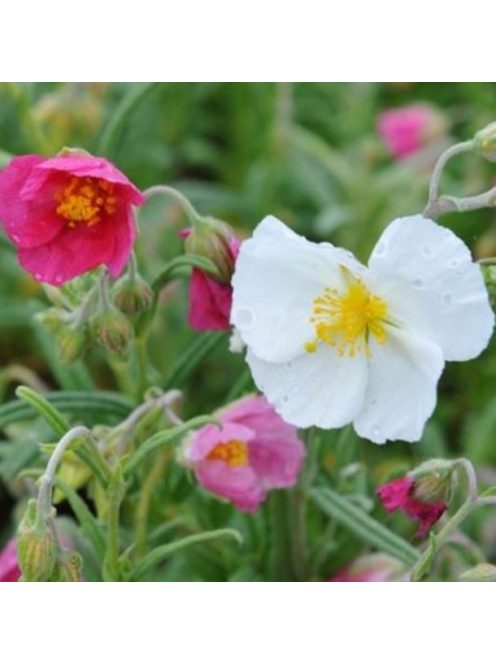 Molyhos napvirág / HELIANTHEMUM nummularium f. mutabile 